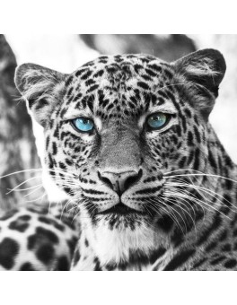 Glasschilderij Leopard - 50cm - zwart-wit - Vierkant